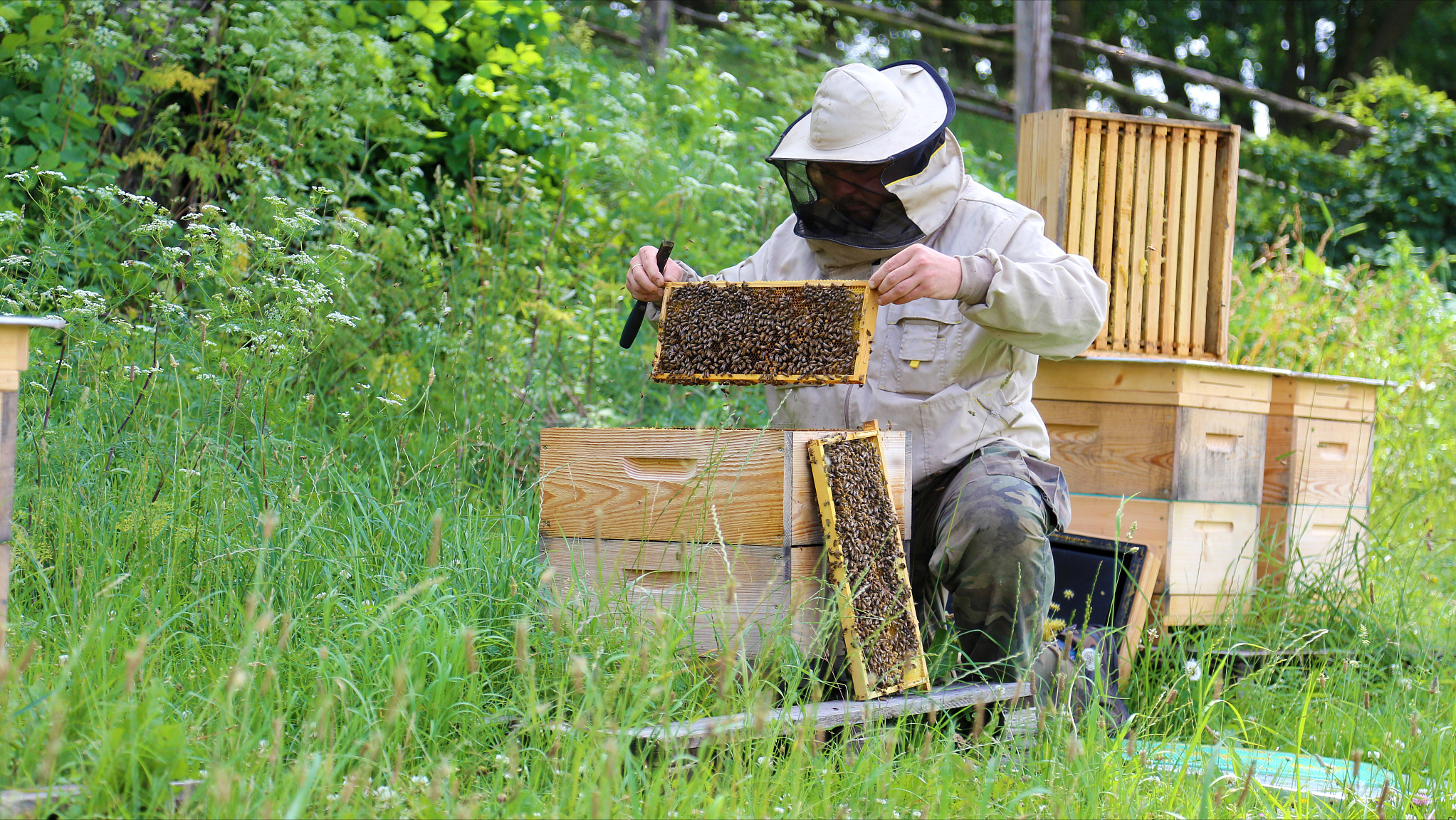 春季开花有蜂蜜了 养蜂人为什么不忙着采新蜜？