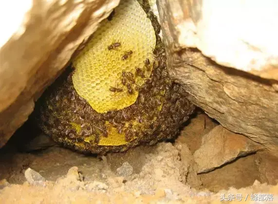 为什么家养蜜蜂的发展比不上野生蜜蜂 老蜂农告诉你原因